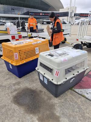 dog-relocation-seattle-lax-international-flight