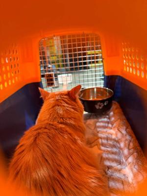 across-the-pond-pets-cat-relocation-london-amsterdam-1