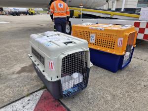 international-pet-transport-relocation-moves