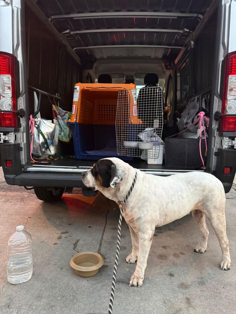 transporte-mascotas-internacional