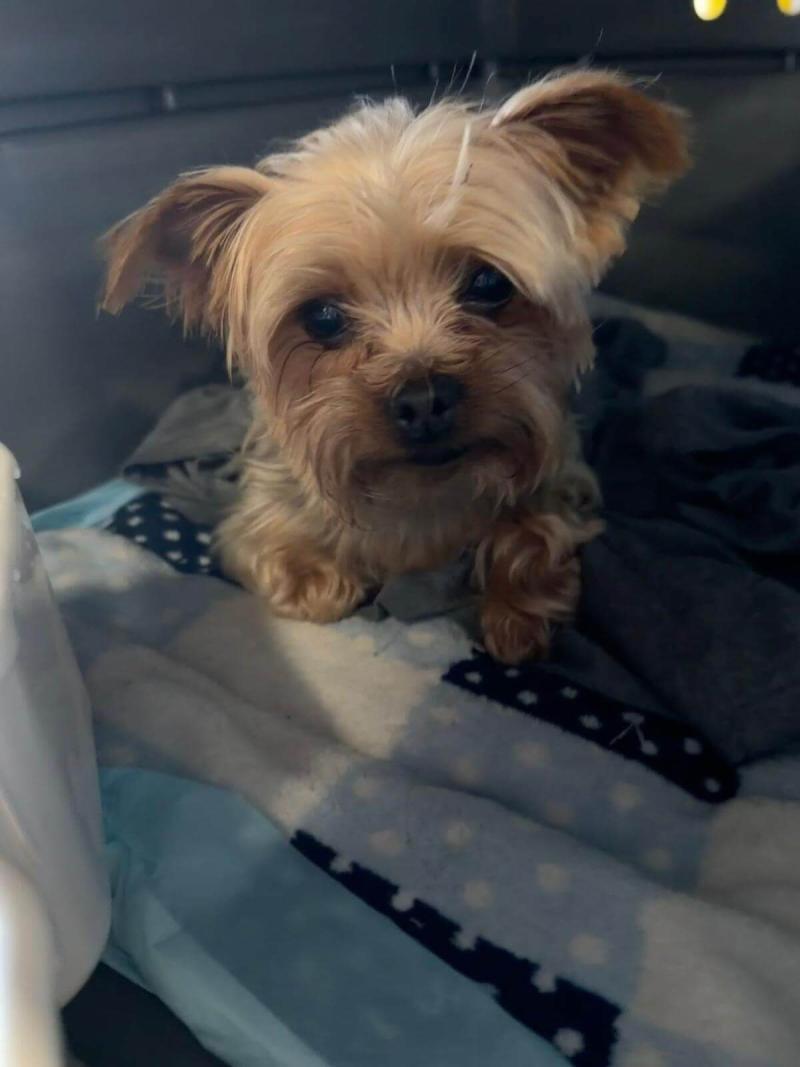 registro-de-viaje-de-mascota-maui-quantas-australia