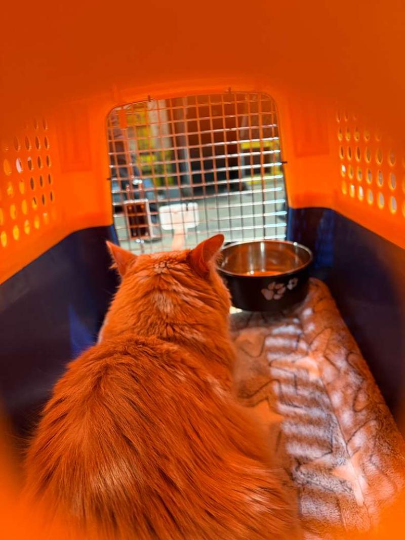 across-the-pond-pets-cat-relocation-london-amsterdam-1