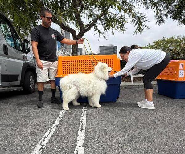 Perro de pie c&oacute;modamente en jaula PP100 con extensi&oacute;n, orejas libres con espacio adecuado