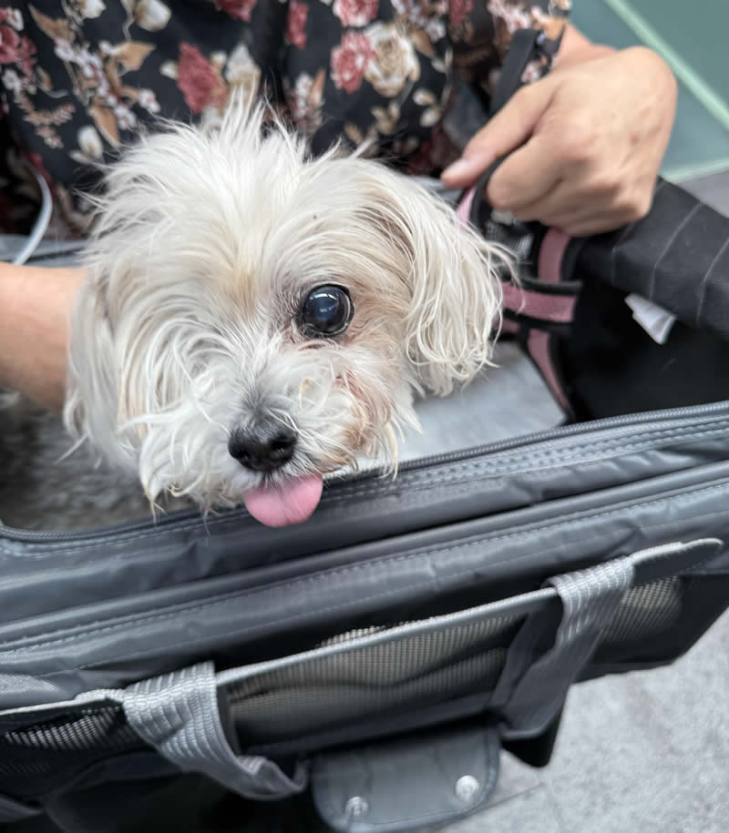Transportín para viajes aéreos de mascotas
