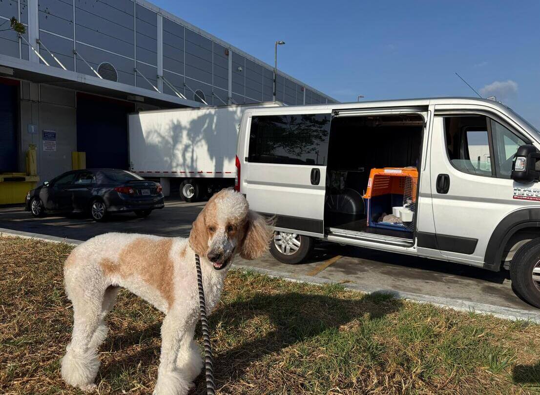Envio mascotas Latinoamerica