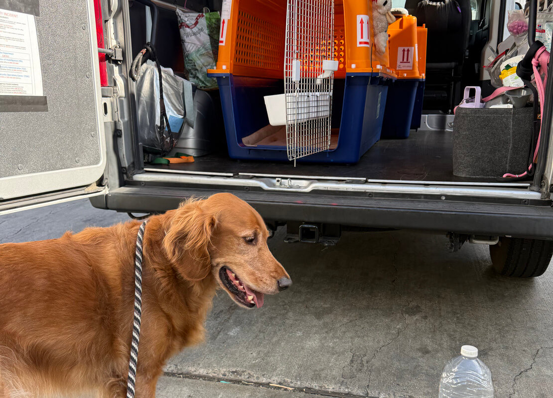transporte de mascota a costa rica