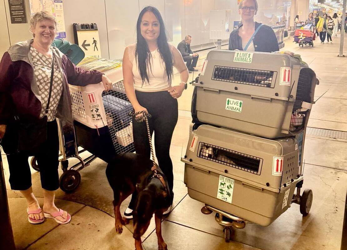 Cómo viajar con mascotas entre Estados Unidos y América Latina &mdash; México, Colombia, Argentina, Chile