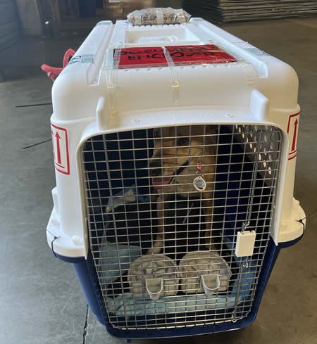 Jaulas de Transporte para mascotas