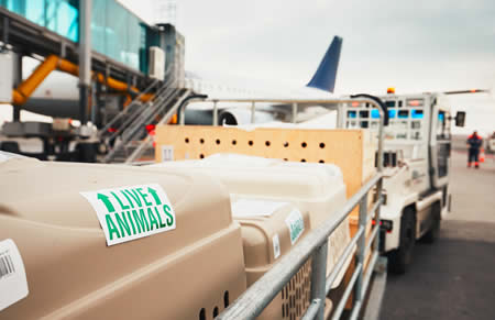 Transporte de animales vivos