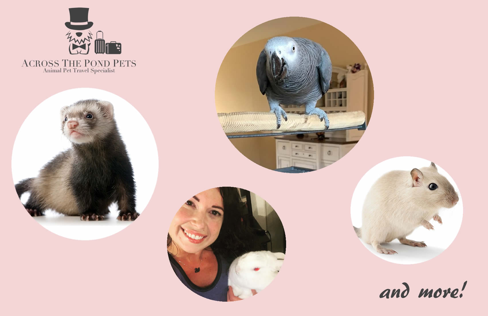 Rabbits, Ferrets, Gerbils, Birds Transport Services