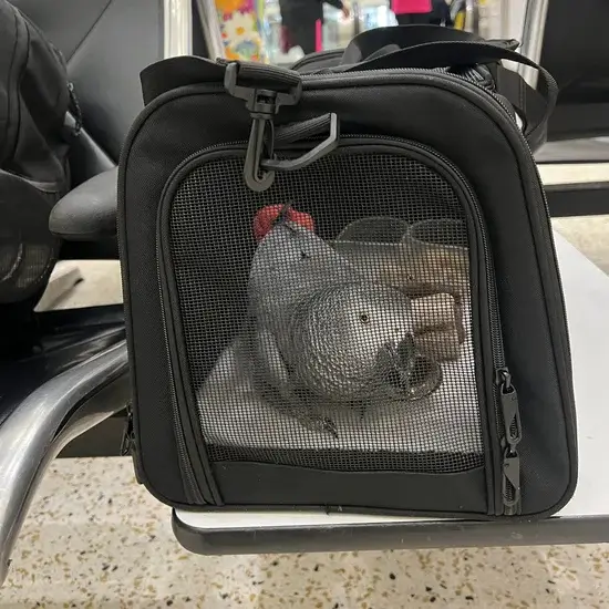 Loro gris africano preparado para el transporte internacional de aves con Mascotas Travel
