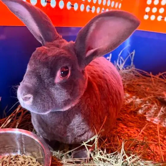 Conejo en su jaula de viaje con heno y alimento durante el transporte de mascotas de Mascotas Travel
