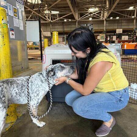 Perro en transportadora para transporte seguro con Mascotas Travel
