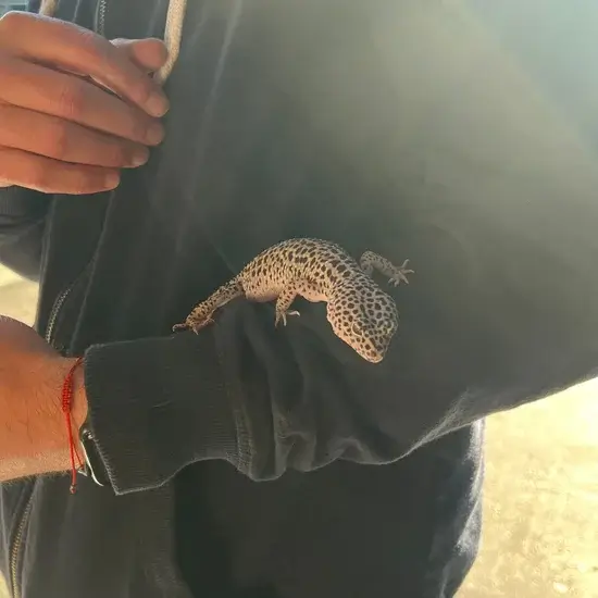 Gecko en su contenedor de viaje para el transporte de reptiles y pequeñas mascotas