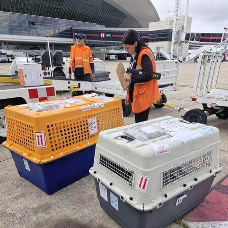 Perro en jaula especial para vuelos internacionales