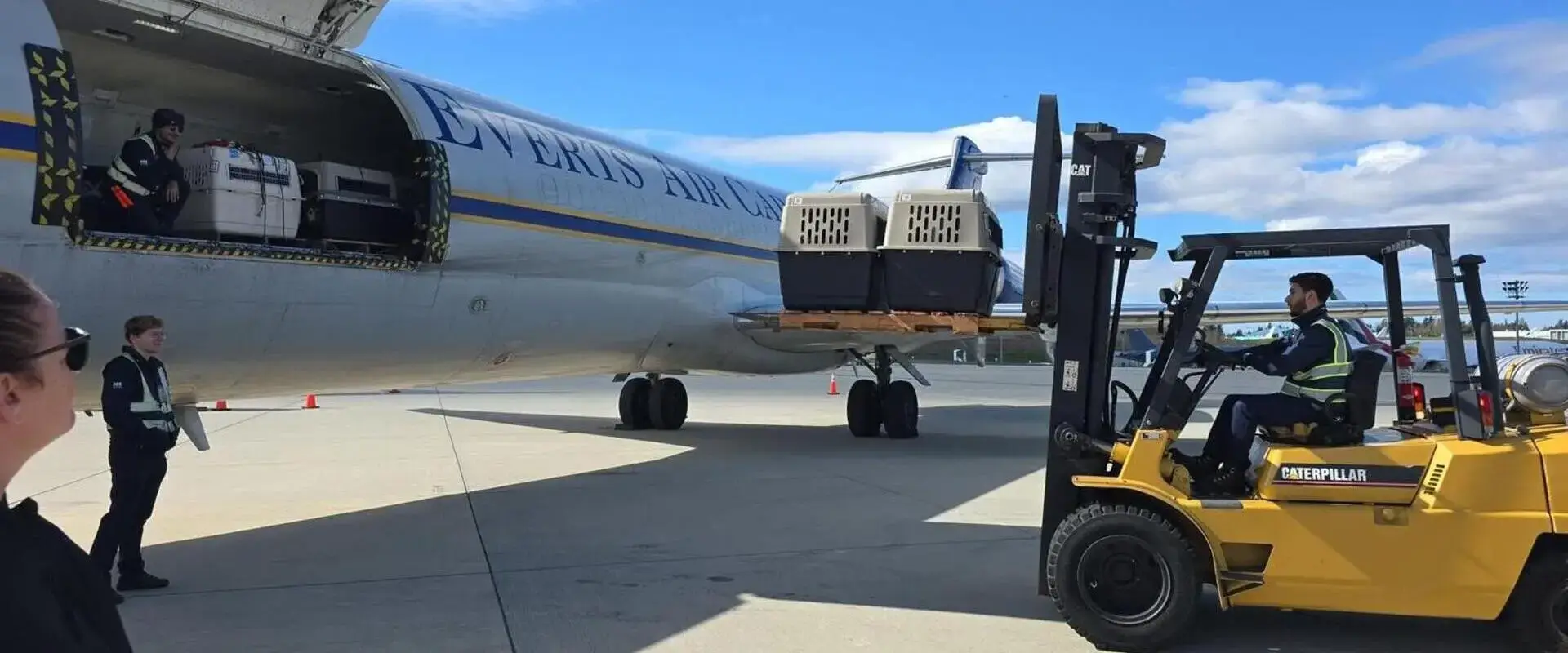 Perro y gato en transportadora aprobada por IATA listos para transporte internacional con Mascotas Travel